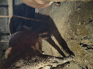 Bălțata românească 3 ani