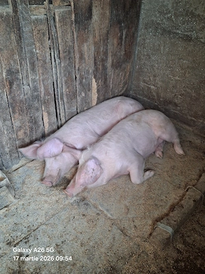 porci de vânzare ( citiți tot anunțul) - imagine 3