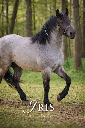 Manza 3 ani foarte frumoasa   caii - imagine 2