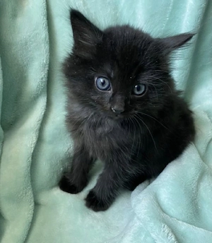 Siberiană de Pădure 