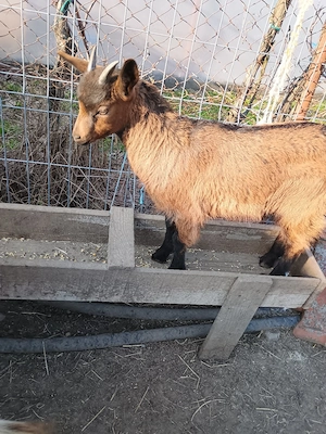 vând trei iezi - imagine 2