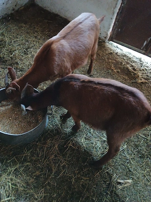 vând trei iezi - imagine 3