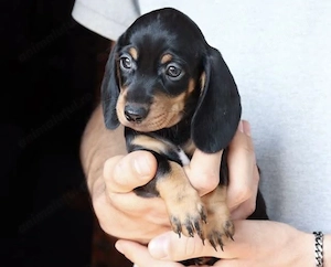 Fetița și băiețel Teckel 