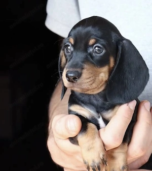 Fetița și băiețel Teckel  - imagine 3