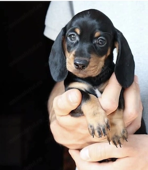 Fetița și băiețel Teckel  - imagine 2