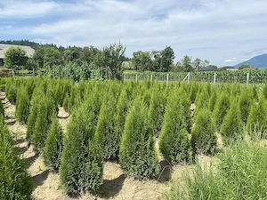 Tuia Smaragd 1.20 metri