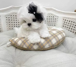 Bichon Maltez Mini Toy 