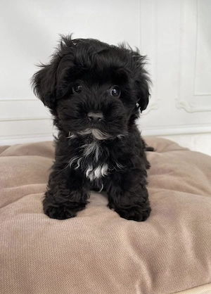 Bichon havanez 600 lei 