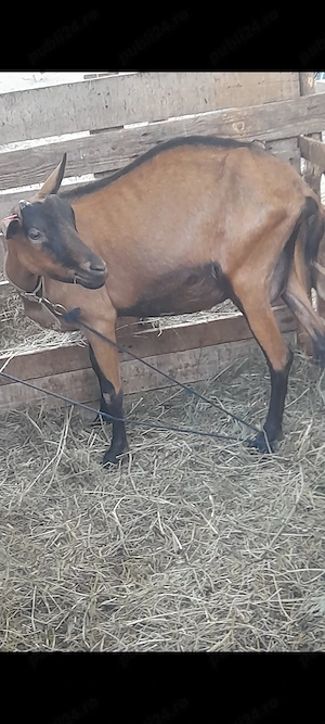 Capra alpina franceza  - imagine 3