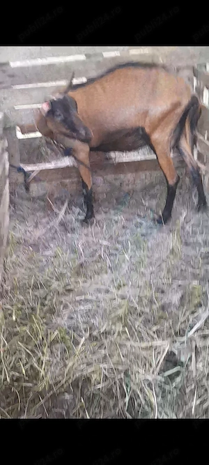 Capra alpina franceza  - imagine 2