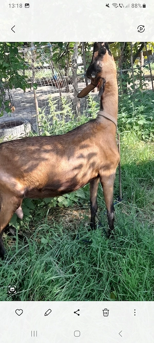 Capra alpina franceza  - imagine 4