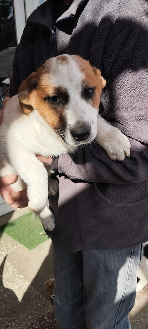 vand catei jack russel - imagine 3