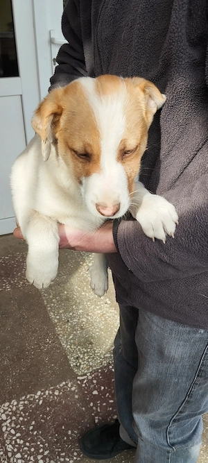 Vand catei jack russel - imagine 3