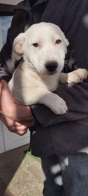 Vand catei jack russel - imagine 2