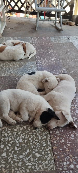 vand catei jack russel - imagine 5