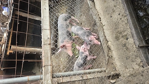 Porci petren belgian