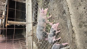 Porci petren belgian - imagine 2