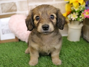 Bichon havanez 400 lei