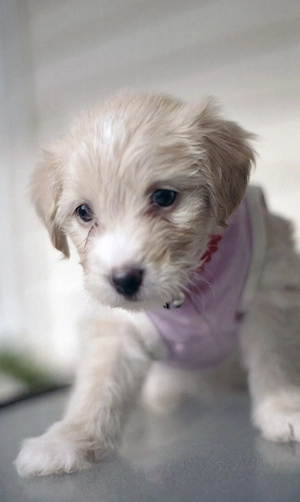 Bichon havanez superb