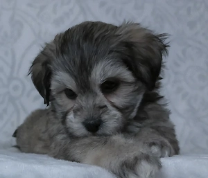 Bichon havanez 600 lei