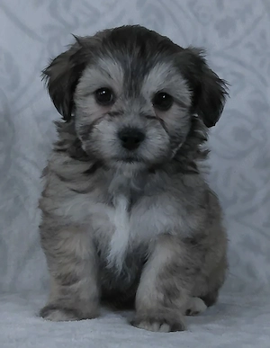 Bichon havanez 600 lei - imagine 2