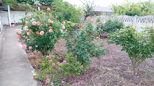 Vand casa com. Zavoaia, jud. Braila - imagine 10