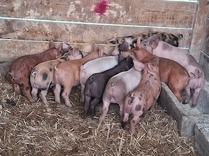 vând 13 purcei de 9-10 săptămâni 