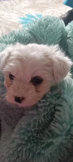 Bichon își caută căsuța  - imagine 2