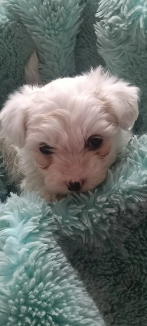 Bichon își caută căsuța 