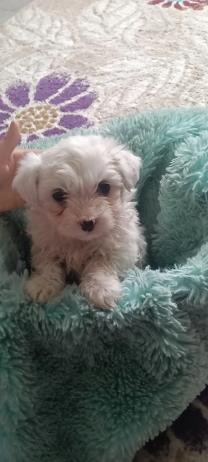 Bichon își caută căsuța  - imagine 3