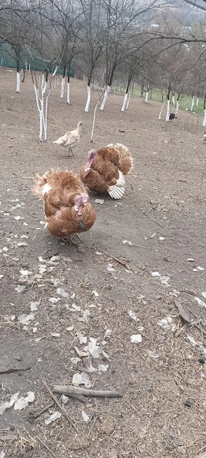 curcani de vanzare  - imagine 2