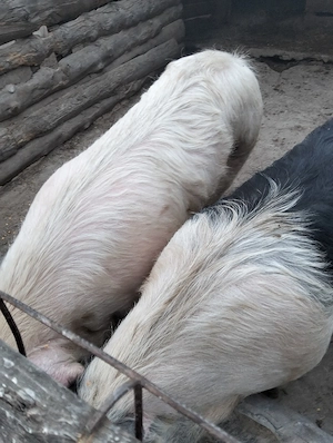 vând porci  - imagine 2