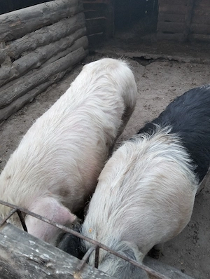 vând porci  - imagine 3