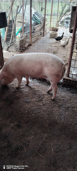 Vând purcea - imagine 3