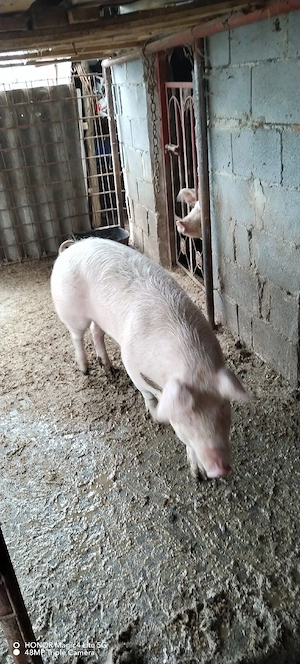 Vând purcea - imagine 4