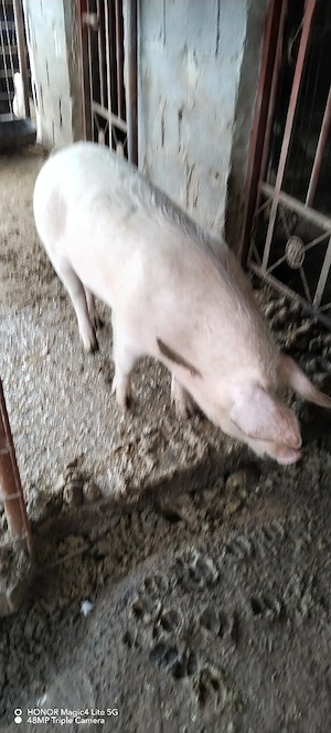 Vând purcea - imagine 2