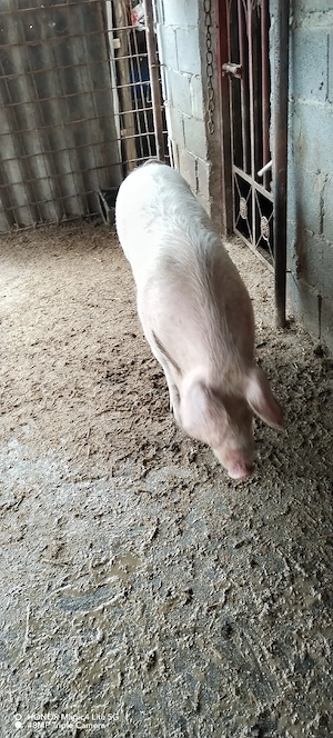 Vând purcea - imagine 5