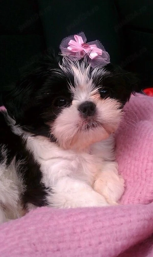 Shih Tzu puiuti 