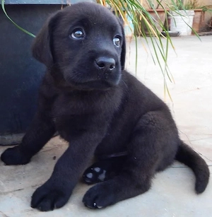 Labrador Retriever 