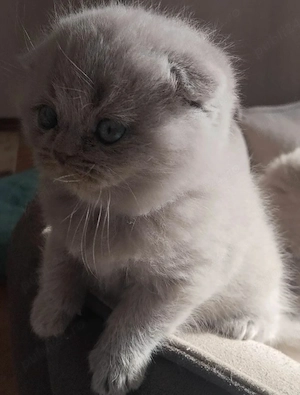 Scottish Fold Lilac 