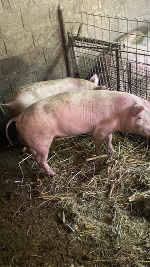 vand vieruti si scrofite - imagine 5