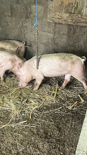 vand vieruti si scrofite - imagine 4