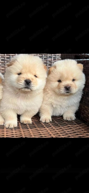 Chow chow  