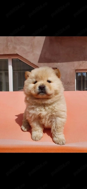 Chow chow   