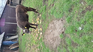 Vand junica de 10 luni. - imagine 5