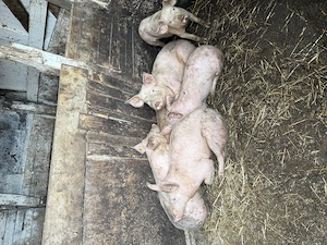 Purcei de vânzare  - imagine 3