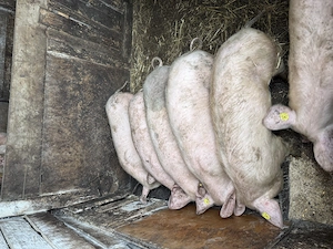 Purcei de vânzare  - imagine 2
