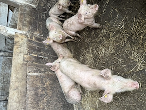 Purcei de vânzare  - imagine 4