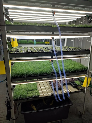 Vand raft hidroponic pentru cresterea microplantelor! 