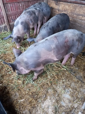 Vand masculi pietrani 45 -50 kg .